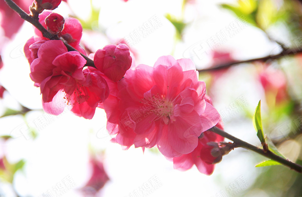 春暖花開，桂林鴻程誠邀您共賞春景！