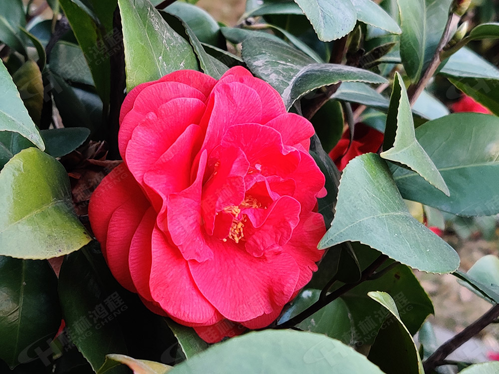 桂林鴻程花團(tuán)錦簇，滿園春色，邀您一起共賞春景，共商大計！